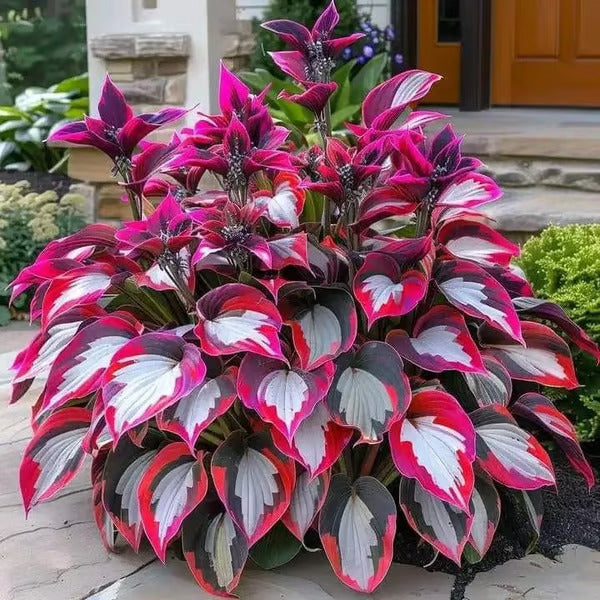 🌿Rare Hosta Seeds for Lush Shade Gardens💖(500 seeds)