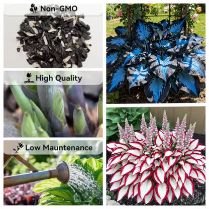 🌿Rare Hosta Seeds for Lush Shade Gardens💖(500 seeds)