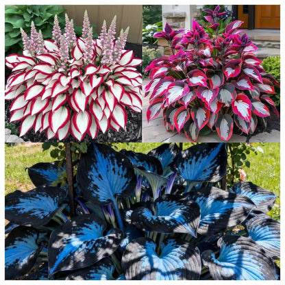 🌿Rare Hosta Seeds for Lush Shade Gardens💖(500 seeds)