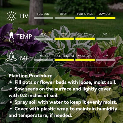 🌿Rare Hosta Seeds for Lush Shade Gardens💖(500 seeds)