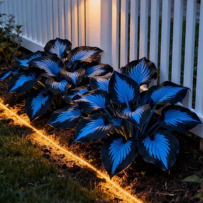 🌿Rare Hosta Seeds for Lush Shade Gardens💖(500 seeds)
