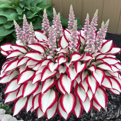 🌿Rare Hosta Seeds for Lush Shade Gardens💖(500 seeds)